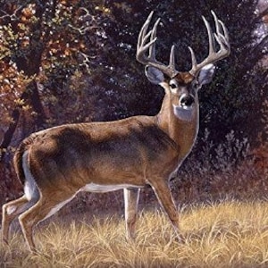 Deer, Nature & Wildlife “In The Open” Panel- Beautiful