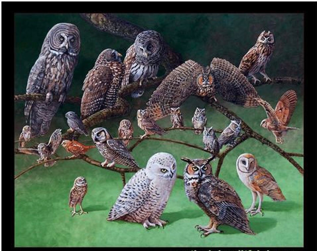 Owls of North America Panel - America Wildlife, Gorgeous - Etsy