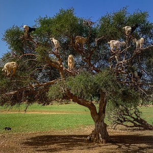 Morocco travel prints. Exquisite fine art print. Travel fine art print for your walls. Road trip travel prints. Fun prints | Goats In Trees