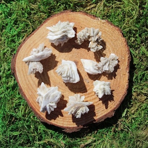 May include: A collection of eight white selenite crystal clusters arranged on a wooden slice. The crystals are various sizes and shapes, with some appearing more delicate and others more robust.