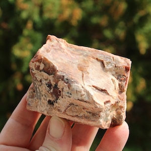 Arizona Rainbow Petrified Wood Piece #A