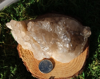 May include: A large, light brown crystal cluster with a sparkling, textured surface. The crystal sits on a small, round wooden slice, with a U.S. quarter coin for size comparison. The background features green moss.