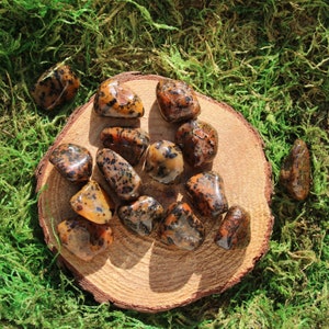 May include: A collection of tumbled leopard skin jasper stones in various shades of brown, orange, and black. The stones are arranged on a wooden slice and surrounded by green moss.