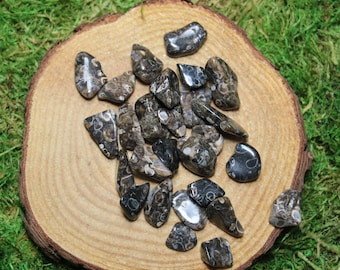 Turritella Agate Fossil Tumbled Small of Medium (set of 4)