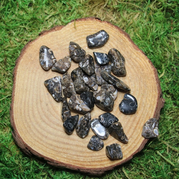 Turritella Agate Fossil Tumbled Small of Medium (set of 4)