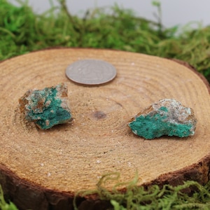 May include: Two small pieces of malachite, a green copper mineral, on a wooden surface. The malachite is a dark green color with brown and black markings.