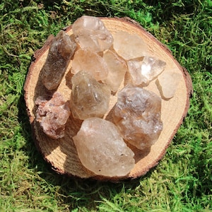 May include: A collection of eight smoky quartz crystals of various sizes and shapes, displayed on a wooden surface with a green moss background.