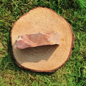 Arizona Rainbow Petrified Wood Piece #E