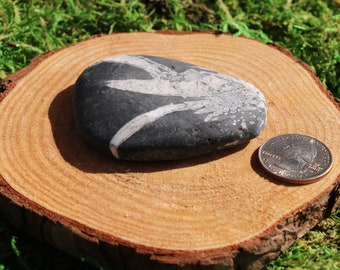 May include: A black and white fossilized stone with a white swirl pattern. The stone is about the size of a US quarter.
