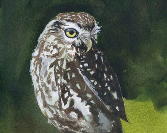 Little Owl, Fine art watercolour bird print