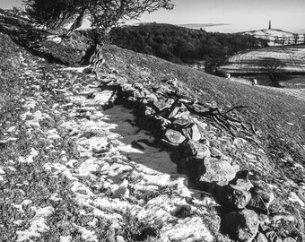 Monochrome Hawthorn Trees in Ulverston, Cumbria, England. Fine Art Photographic Print - Black and White Landscape Photography