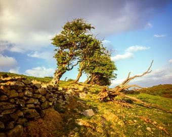 Scenic Cumbria: Hawthorn Trees in Ulverston. Fine Art Photographic Print. Lake District Photography