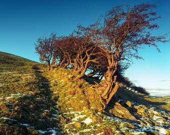 Hawthorn Trees Fine Art Photographic Print - Scenic Cumbria Winter Wall Decor, Lake District Photography