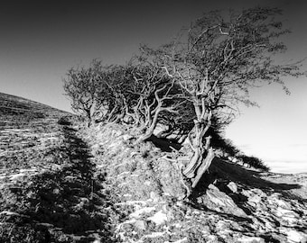 Serene Winter Scene: Monochrome Hawthorn Trees Fine Art Photographic Print - Cumbrian Landscape Photography