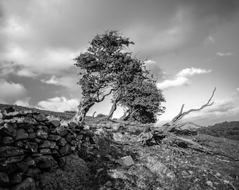 Hawthorn Trees above Ulverston. Fine Art Black and White Photographic Print. Cumbrian Landscape Photography