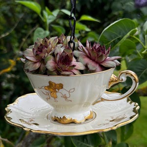 Könnte beinhalten: Ein Vintage-Teetassen-Pflanzgefäß, gefüllt mit Sukkulenten, an einer schwarzen Kette aufgehängt. Die Tasse und Untertasse sind cremefarben mit goldenen Blumendesigns und Verzierungen. Die Sukkulenten haben grüne und burgunderfarbene Blätter.