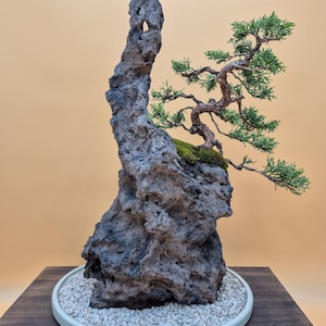 Ishizuki-komposition Bonsai med Kishu-enbär