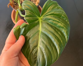 Philodendron pastazanum