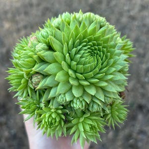 May include: A vibrant green succulent plant with tightly packed, pointed leaves. The plant has a rounded shape, with a central rosette and smaller offshoots. The leaves are a bright, healthy green color, and the overall appearance is fresh and lively.