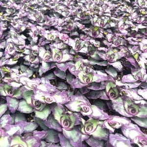 May include: A dense cluster of Tradescantia zebrina plants featuring pointed, succulent-like leaves with a variegated pattern of deep purple and muted green. The foliage is arranged in a tight, overlapping formation, creating a textured surface.