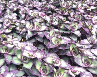 Redillas Dragon Tail Callisia soconuscensis 4” pot Tradescantia Quetzalcoatl living plant