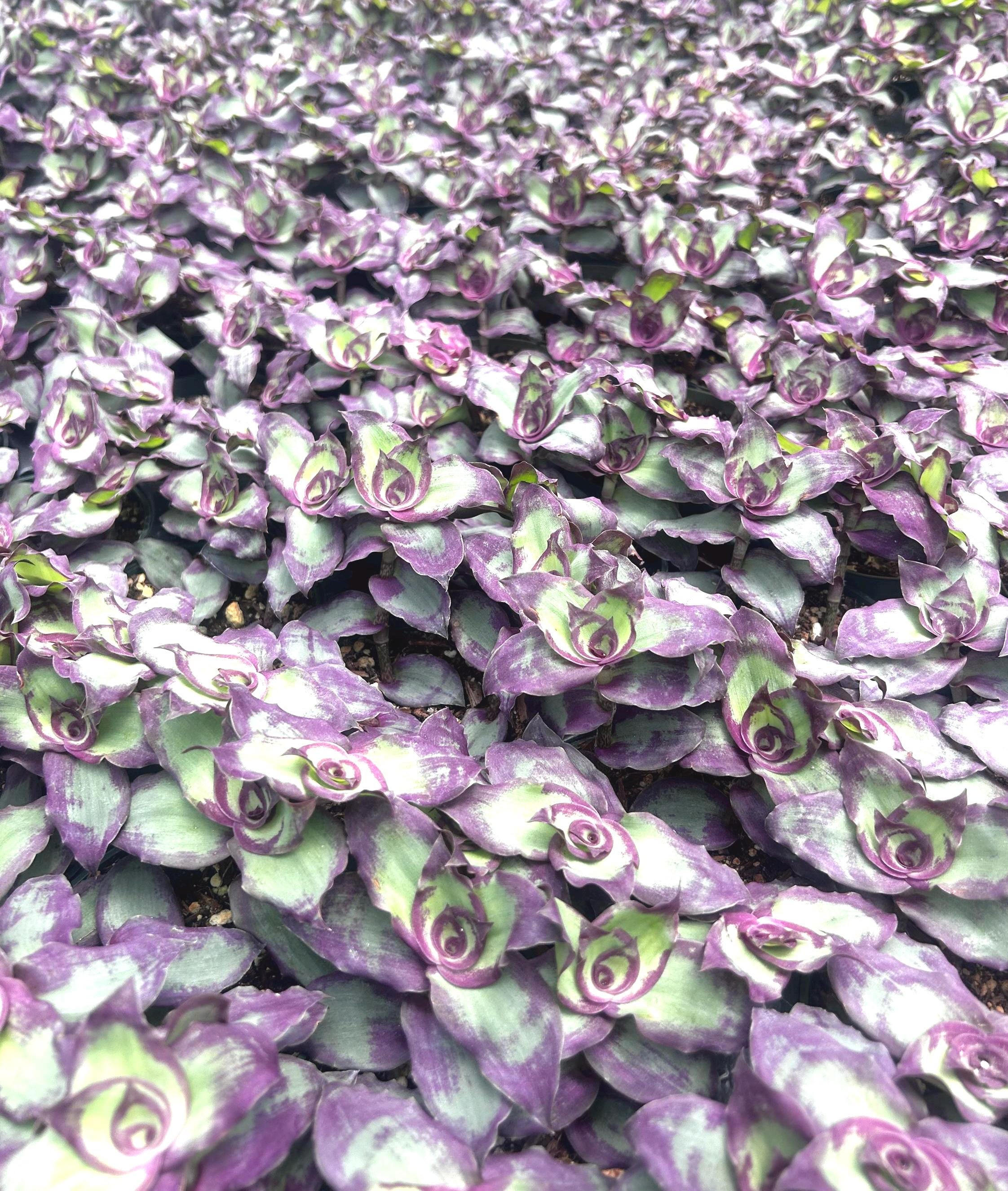 Redillas Dragon Tail Callisia Soconuscensis 4” Pot Tradescantia