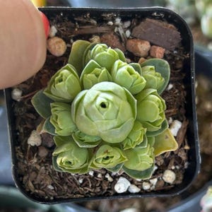 Aeonium dodrantale Greenovia - Mountain Rose 2”