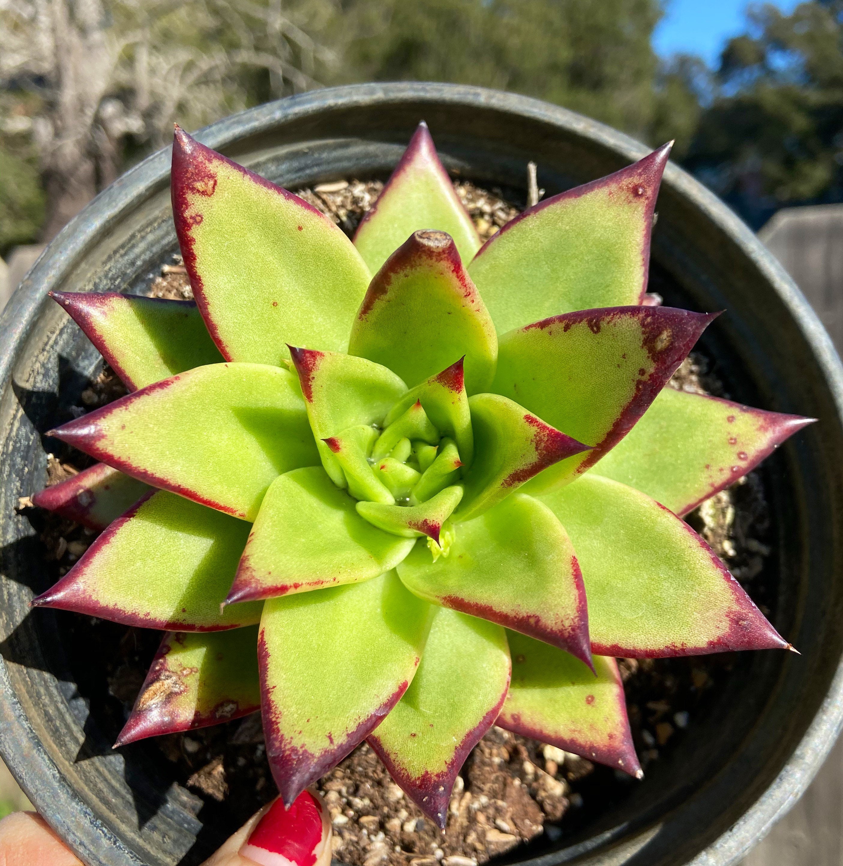 Red Echeveria agavoides Lipstick succulent rooted large Etsy