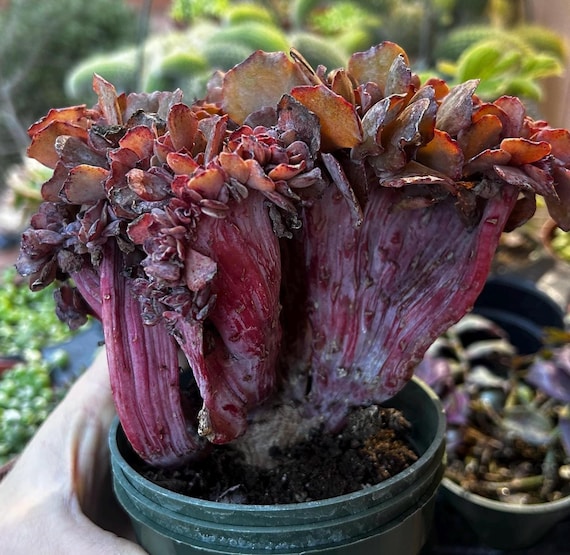 Rare Echeveria Pappy's Rose Crested dark purple rooted succulent plant 4  pot