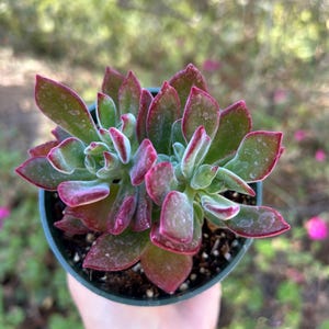 Echeveria Harmsii Devotion Ruby Blush 4” clusters ruby slippers