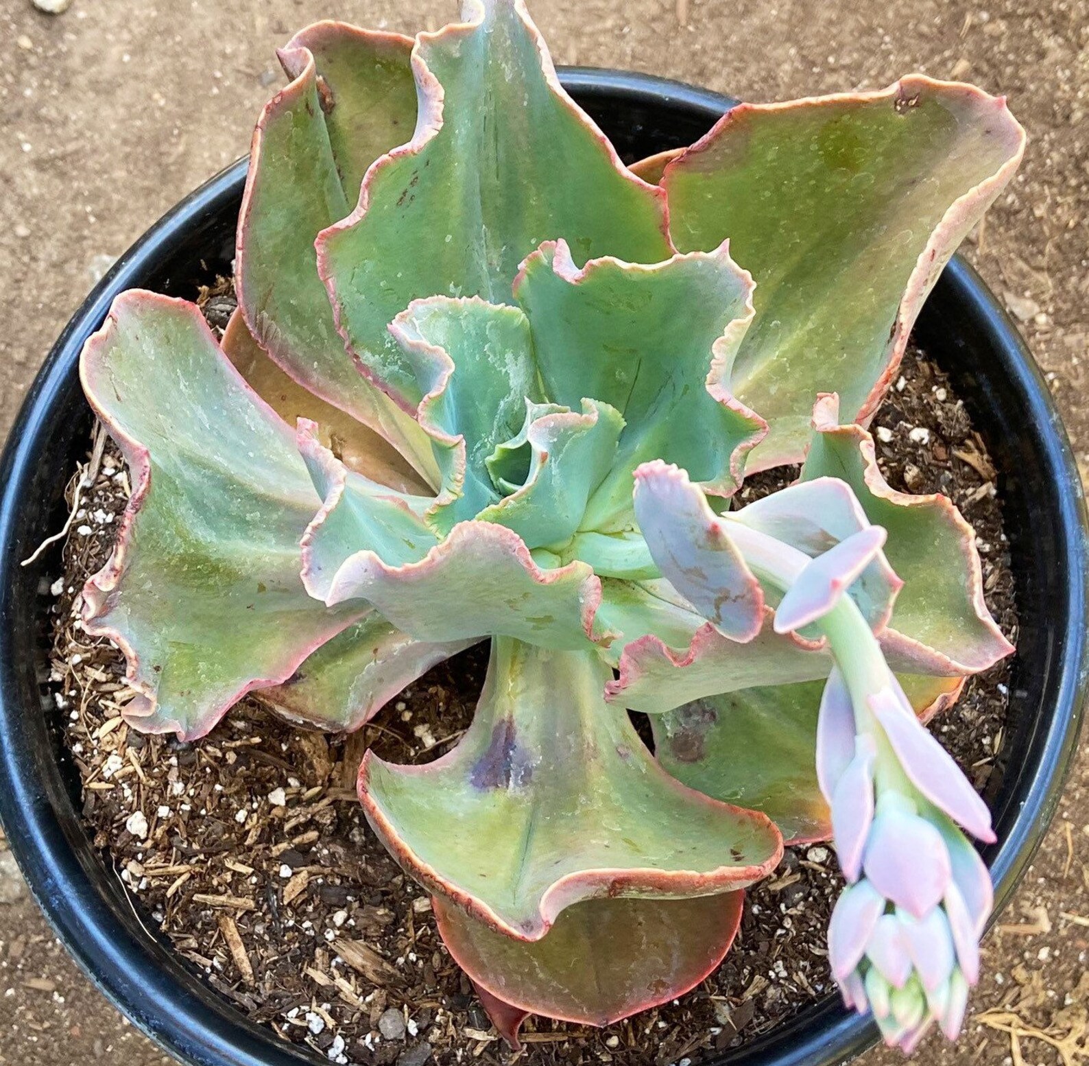 Extra Large Succulents Landscaping Plants 3 Gallon Succulents Etsy