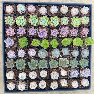 May include: A tray of 64 small succulent plants in individual pots. The plants are arranged in a grid pattern and are a variety of colors, including green, pink, and purple.