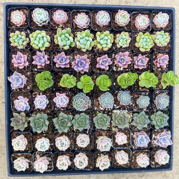 Succulent starter pack - 6 mixed succulents - Gardner’s choice