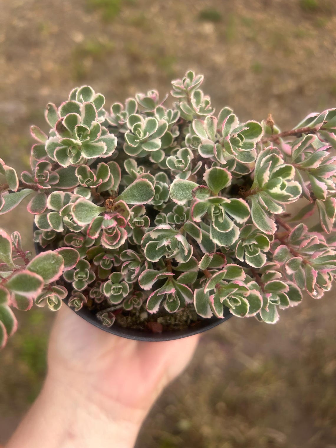 Tricolor Raspberry Ground Cover Tricolor Spurium Sedum 4” Cold Hardy Ground Cover - Etsy