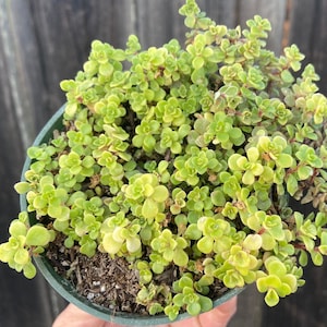 Sedum Makinoi ‘Ogon’ Japanese Hybrid Stonecrop 4” sedum de oro