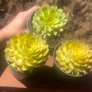 4” Sempervivum Gold Nugget Succulent Plant cold hardy