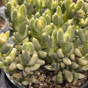 May include: Close-up of a potted succulent plant with light green, finger-like leaves covered in tiny, spiky hairs. The plant has small yellow flowers and is in a dark green pot. The succulent is a type of ice plant.