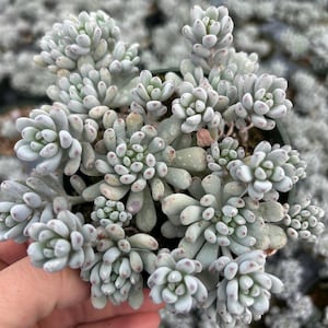 May include: Close-up of a succulent plant with pale green, rounded leaves. The plant has a powdery coating and reddish tips. The plant is in a dark pot, with other similar plants in the background.