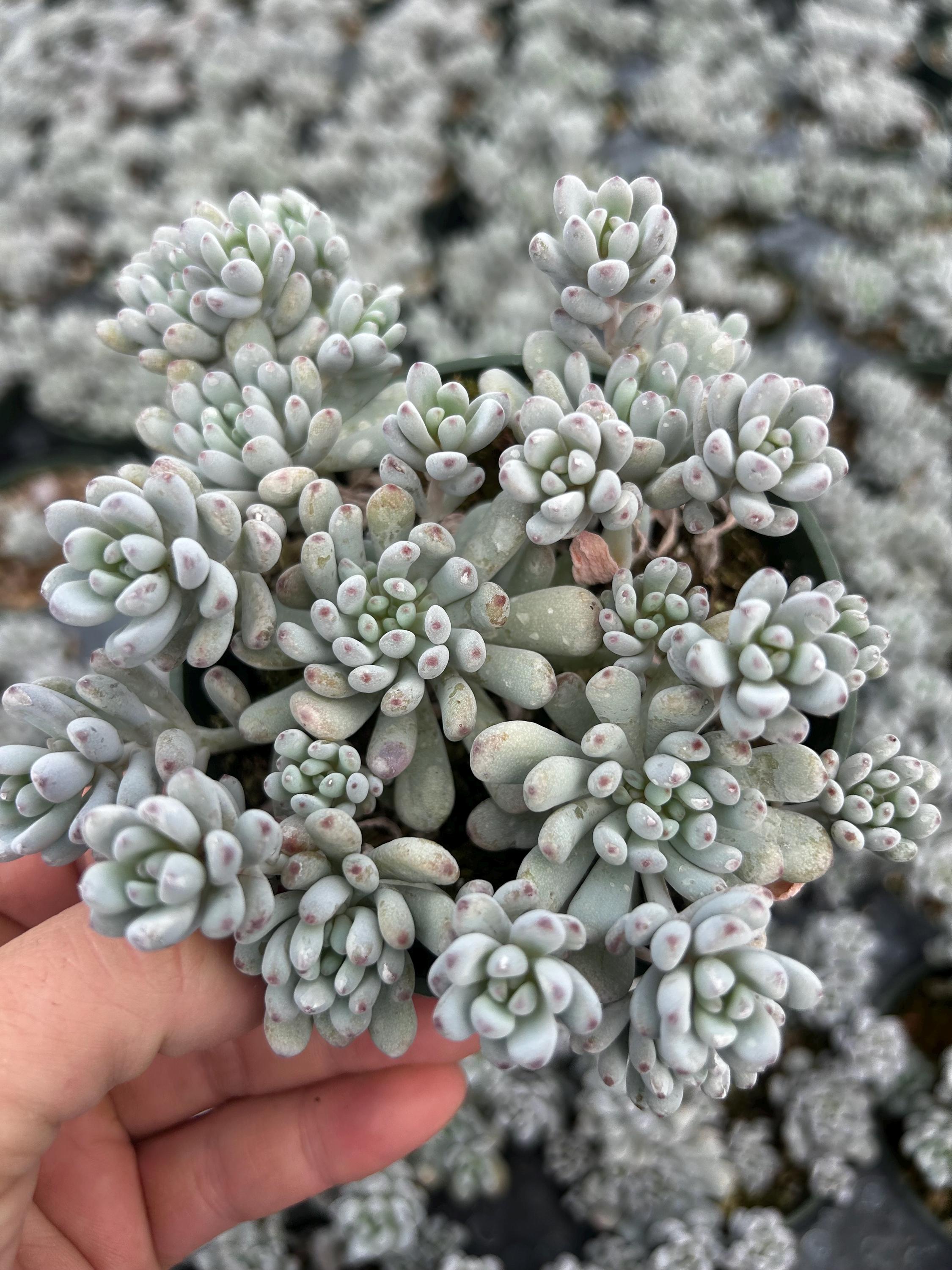 Graptopetalum Pachyphyllum - Bluebean [large] 2” 4” Pot Living ...