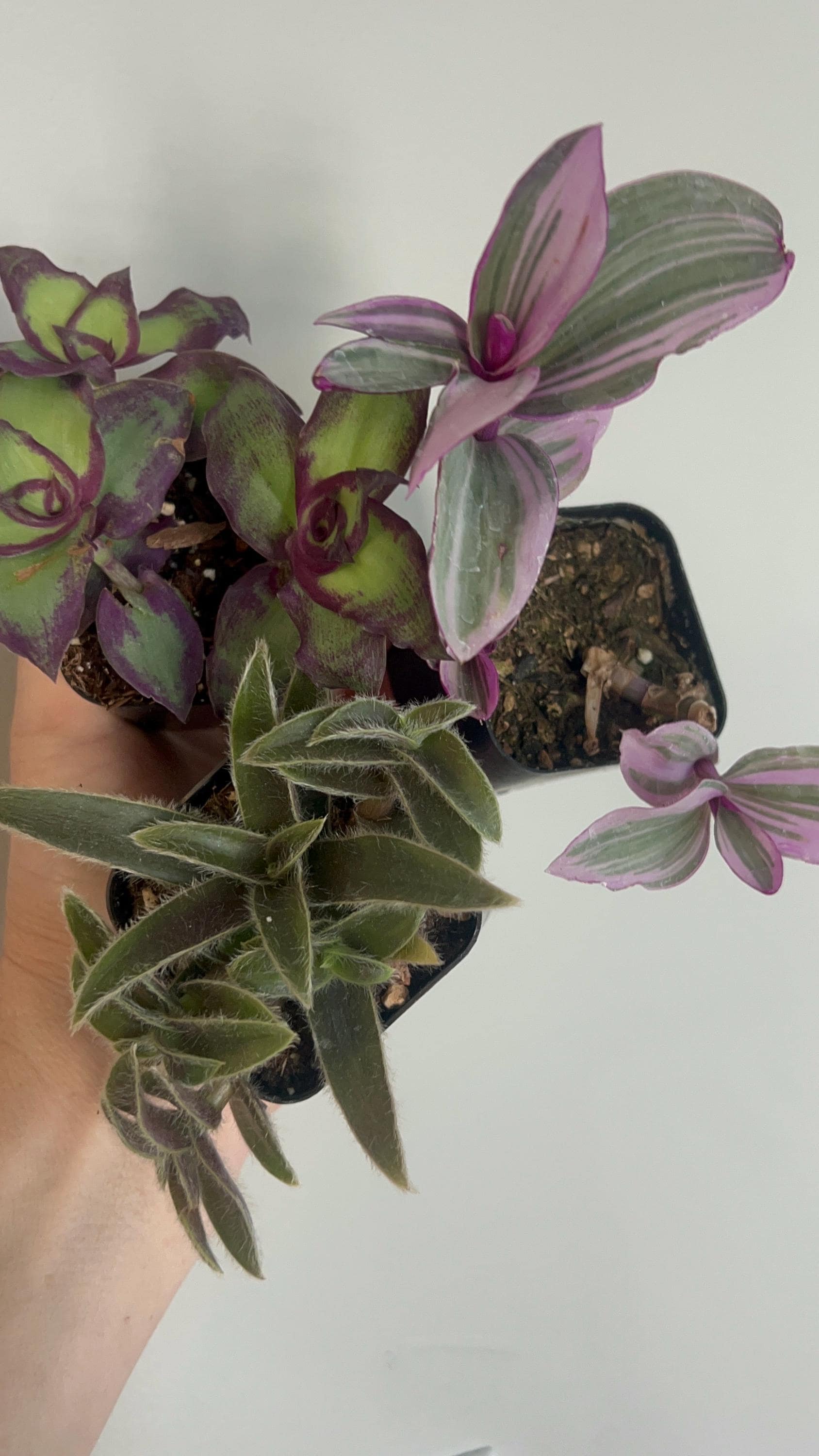 Redillas Dragon Tail Callisia Soconuscensis 4” Pot Tradescantia