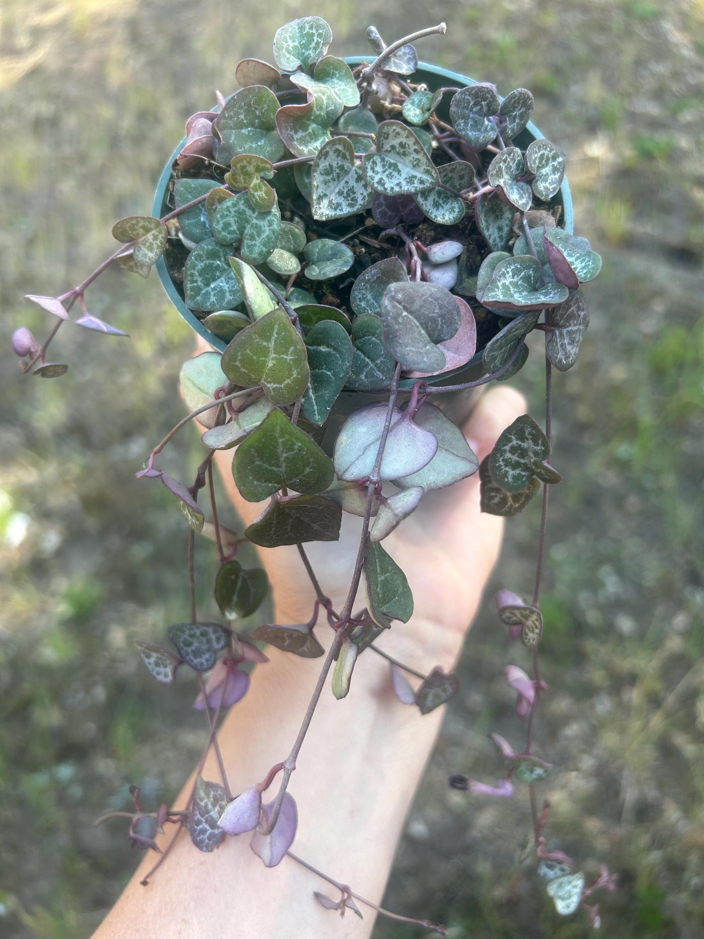 String of hearts 4” ceropegia woodii