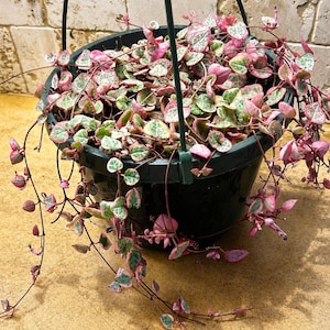 May include: A Ceropegia woodii variegata plant, commonly known as a string of hearts, in a black plastic hanging pot. The plant features trailing vines with small, heart-shaped leaves in shades of variegated pink, cream, and green.