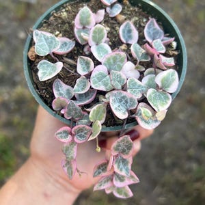 Variegated String of Hearts Plant: Ceropegia Woodii, 4" Pot