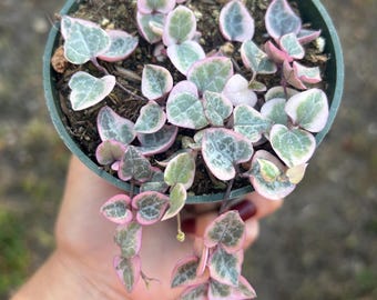 Variegated String of hearts 4” ceropegia woodii ships in pot heart succulent pink hearts vsoh