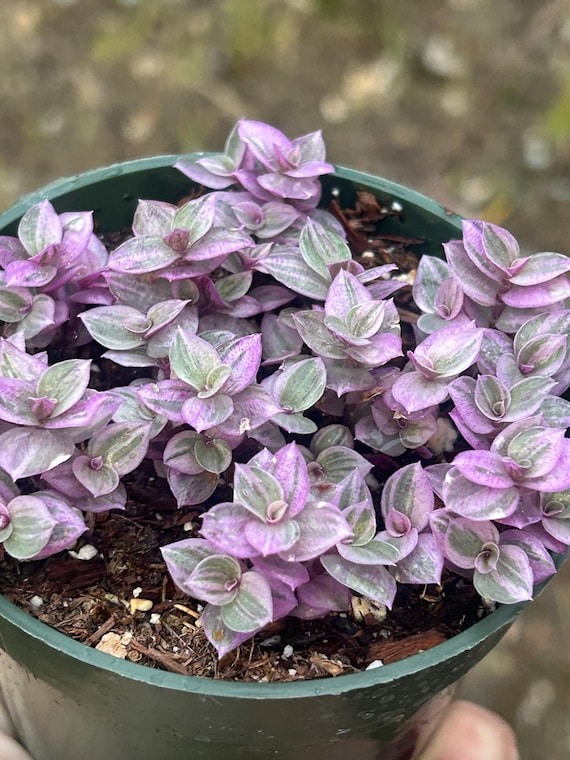 Pink Panther 2” or 4” Pink Lady Bolivian Jewel Callisia Repens
