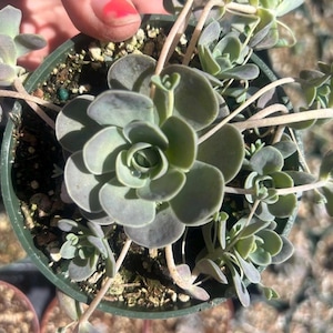 Chinese Dunce Caps 2 4 Rare Succulent Cold Weather Hardy Succulent - Etsy