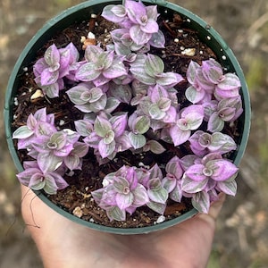 May include: A top-down view of a small, round, green plastic pot filled with a plant. The plant has small, round leaves with pink and green variegation. The pot is held in a person's hand, with a blurred outdoor background.
