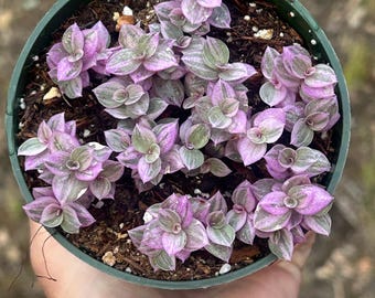 Pink Panther 2” or 4” Pink Lady Bolivian Jewel Callisia repens Wandering Jew Plant