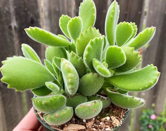 Bear paw Cotyledon tomentosa 4” multiple plants