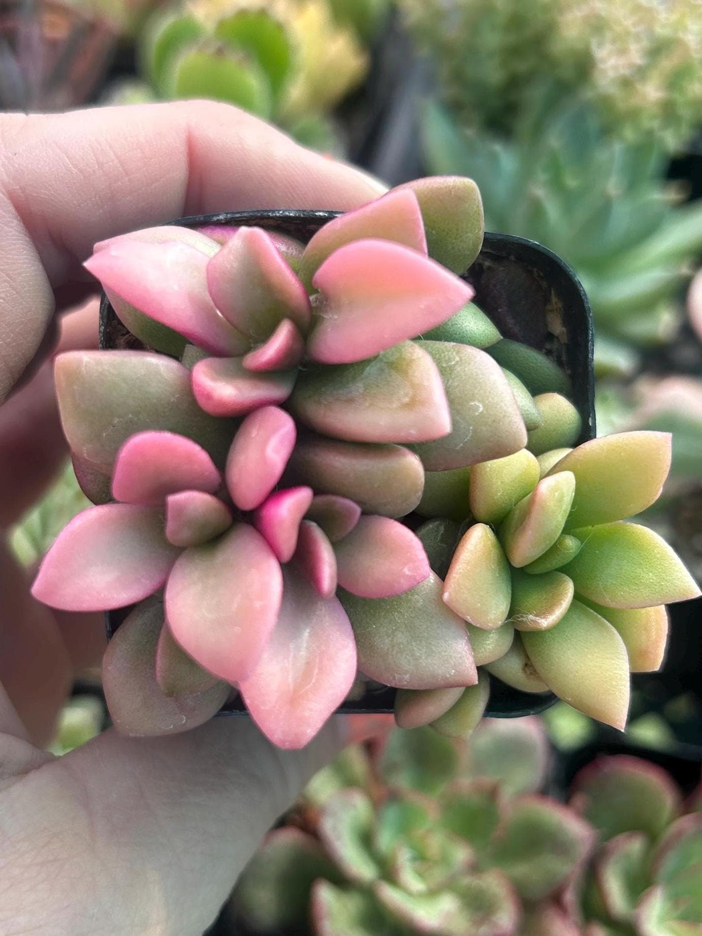 anacampseros telephiastrum variegata Anacampseros telephiastrum variegata 'Sunrise' – LET LOVE GROW (Succulent &  Cactus) main image 1